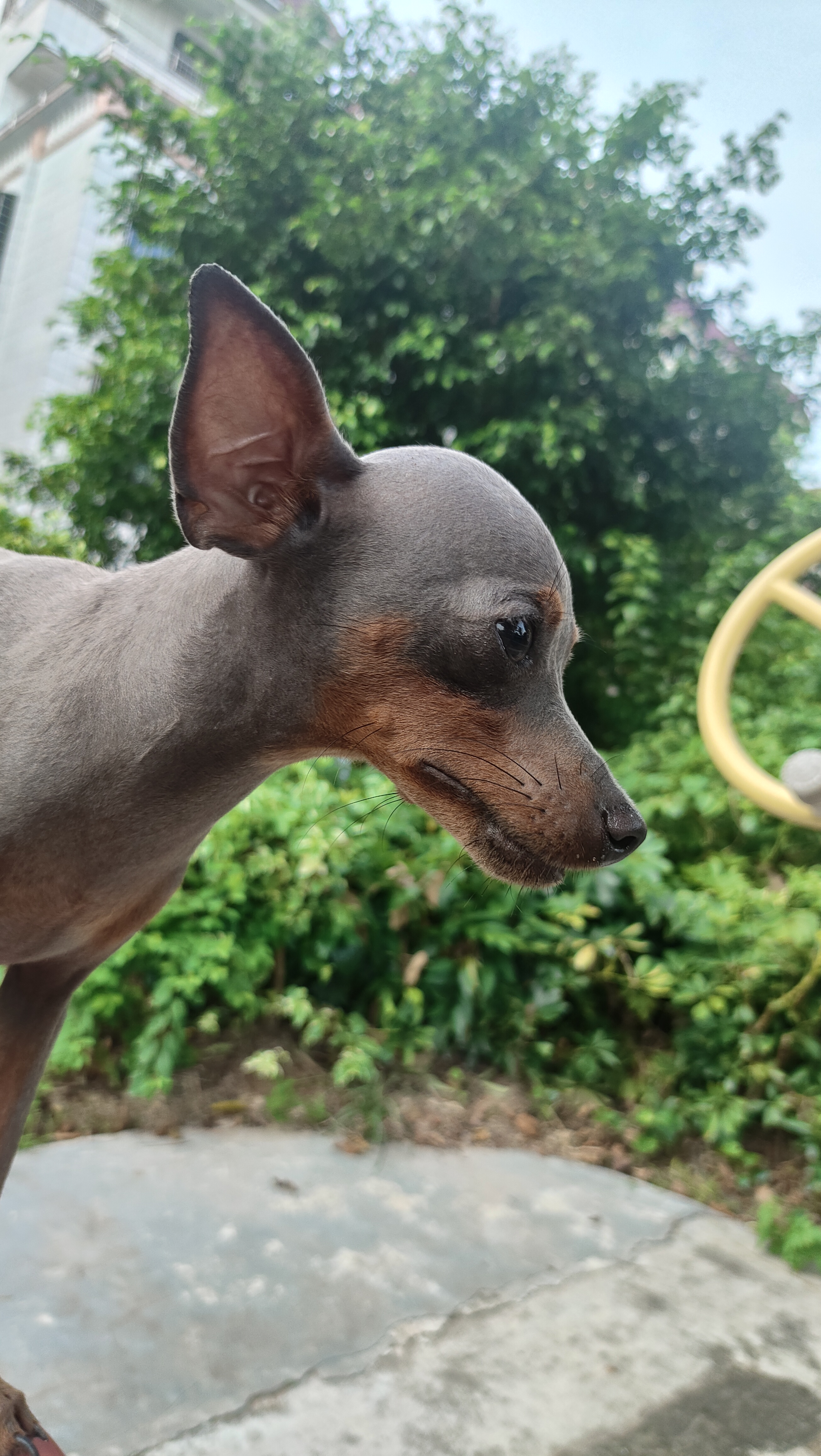 纯种小鹿犬蓝鹿，好品相公狗，品相好，小体型